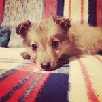 Profile Picture of ThebigAdamSavege (@adambratek_) on Instagram