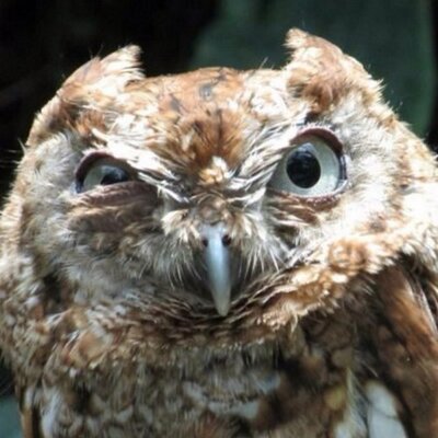 Profile Picture of Andrew (@AndrewPotocki) on Twitter