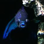 Profile Picture of Fishie Bois (@bubbysfishies) on Instagram