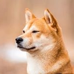 Profile Picture of Shibi the Shiba Inu 🐕 (@shibithefox) on Instagram
