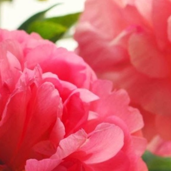 Profile Picture of Maggie Mantovani (@mantovanim) on Poshmark