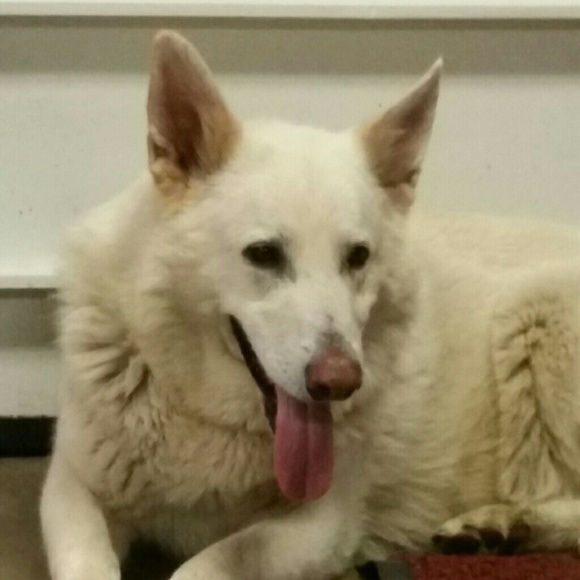 Profile Picture of Lucinda Krlich (@botastar) on Poshmark