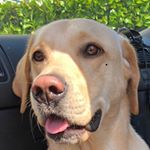 Profile Picture of Harrison Poole (@poole.harrison) on Instagram