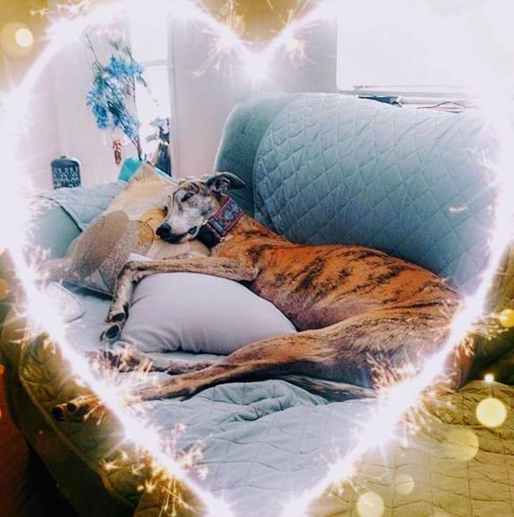 Profile Picture of Tammy Gaida (@vgaida) on Poshmark