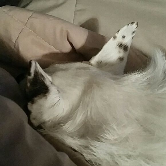 Profile Picture of Cheryl Ergott (@cjergott) on Poshmark