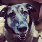 Profile Picture of shawn niblett (@wizeold_cod) on Instagram