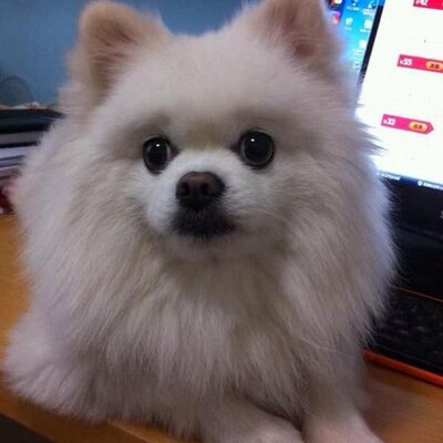 Profile Picture of Lillian Zhang (@lillianxiaomao) on Twitter