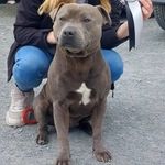 Profile Picture of Blue Wave Bronson 🌊🇮🇪 (@bronson_blue_staffordshire) on Instagram