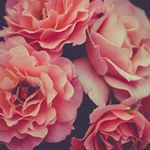 Nancy Mahmoud - Instagram Profile Picture of Nancy Mahmoud (@nancy_mahmoud13) on Instagram