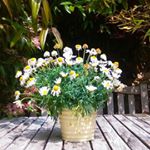 Profile Picture of ola_thompson (@ola_thompson) on Instagram