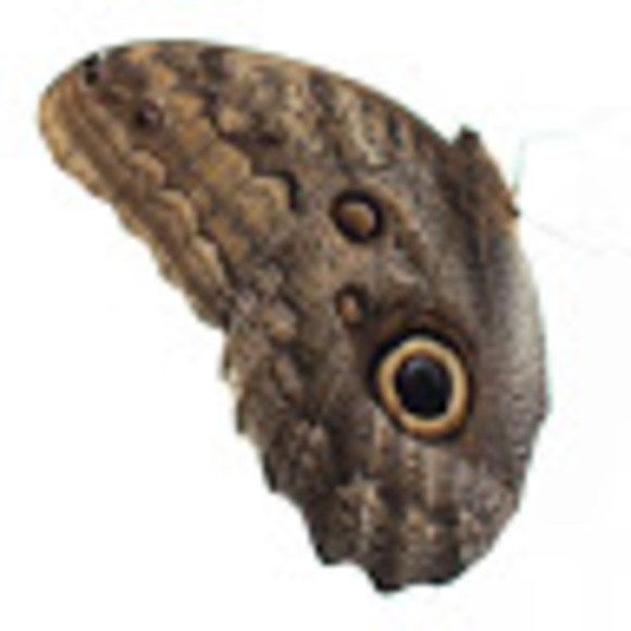 Profile Picture of Sarah Entwisle (@sarahentwisle) on Poshmark