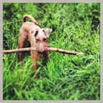 Profile Picture of Lucas (@lucas.orton) on Instagram