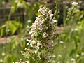 Profile Picture of Catnip - Wikipediaon Wikipedia