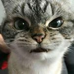 Profile Picture of brian (@brian_gock) on Instagram