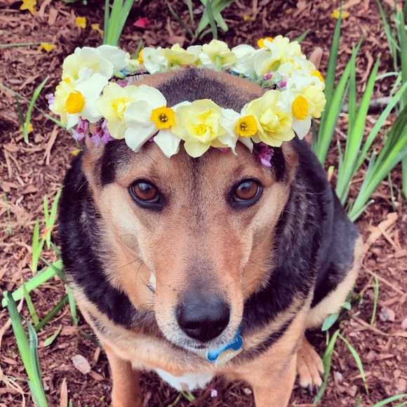 Profile Picture of Christopher Lam (@dogdaysindurham) on Poshmark