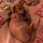 Profile Picture of Teddy Joe (@that.pup.teddy) on Instagram