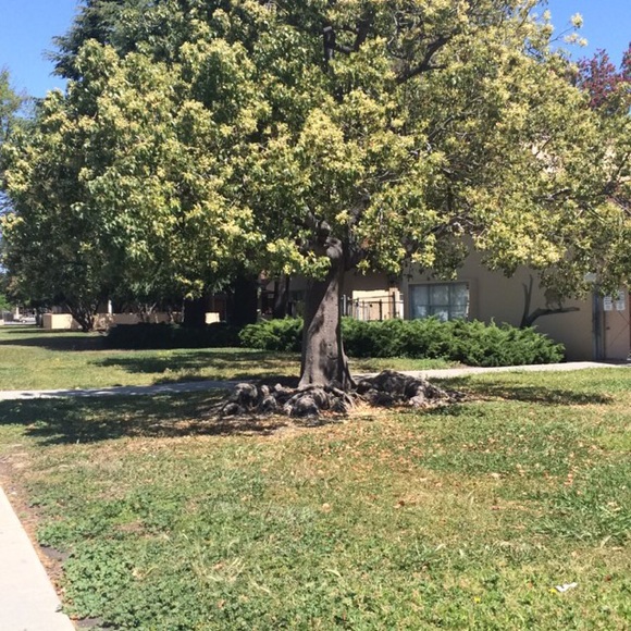 Profile Picture of Candy Varelas (@candy1251) on Poshmark