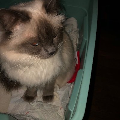 Profile Picture of Vera Richards (@VeraRic93548130) on Twitter