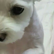 Profile Picture of Soo Yoon (@sooyoon8033) on Youtube