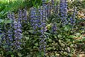 Profile Picture of Ajuga reptans - Wikipediaon Wikipedia