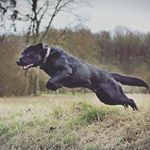 Profile Picture of 𝔼𝔻𝔻𝕀𝔼 (@eddie_blacklab) on Instagram