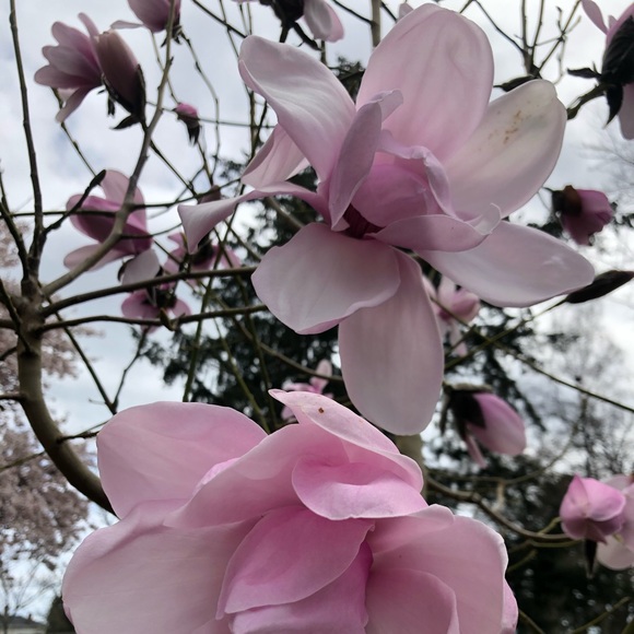 Profile Picture of Asma Al-koubaisi (@asmaalkoubaisi) on Poshmark