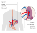 Profile Picture of Spleenon Wikipedia