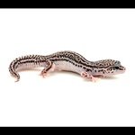Profile Picture of Nicole Pardue (@geckogirl1022) on Instagram
