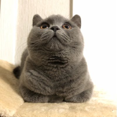 Profile Picture of Eamon Lee (@Eamon__Lee) on Twitter