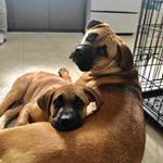 Profile Picture of Isabel & Leo (@izzyandleo_) on Instagram