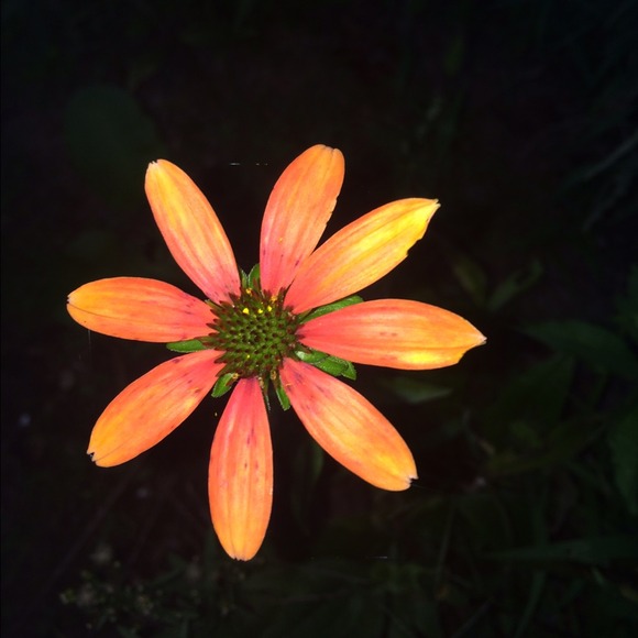 Profile Picture of Kya Kerridge (@kmkkya) on Poshmark