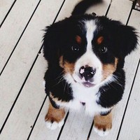 Profile Picture of Zsófi Bánffy (@zsófi-bánffy) on Quora