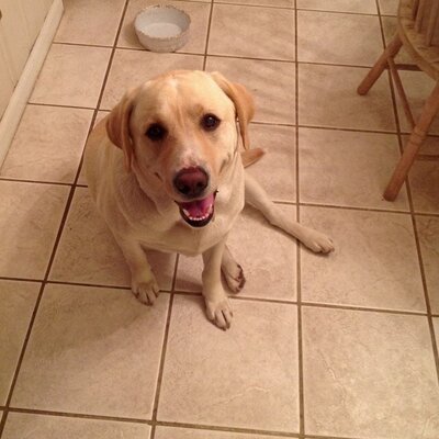 Profile Picture of Chuck McDaniel (@Beerwolf5) on Twitter