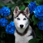 Profile Picture of Michał Maciak (@pjeskifoto) on Instagram