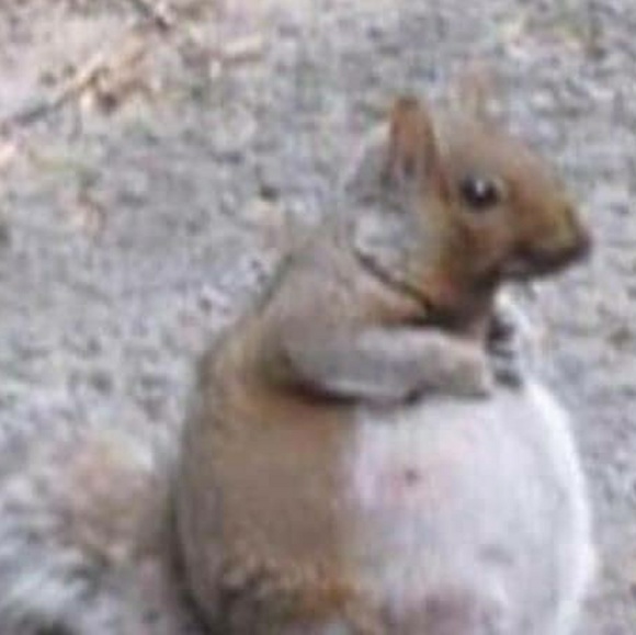 Profile Picture of Uh Gremlin (@friedgremlin) on Poshmark