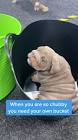 Profile Picture of   So cute and chubby 😂... (@smartbreeder) on Tiktok