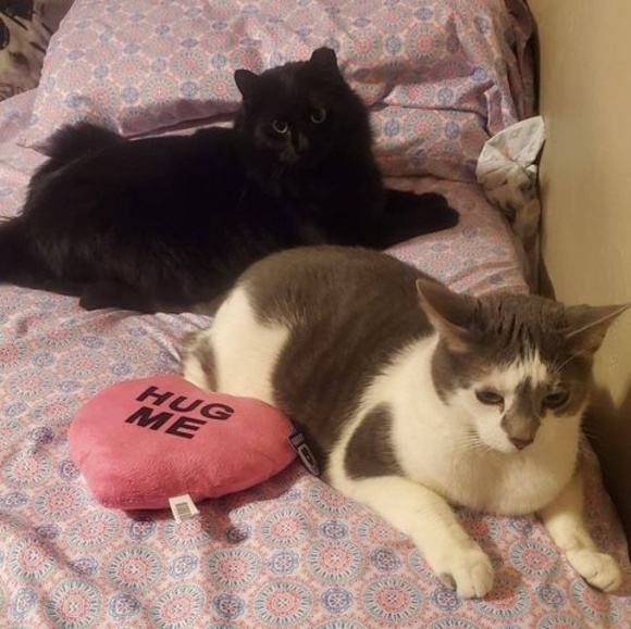 Profile Picture of Merrisa Heiney (@pinkkittie8876) on Poshmark