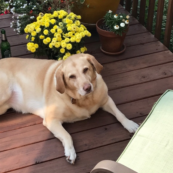 Profile Picture of Lauren Feiereisel (@laurenfire1375) on Poshmark