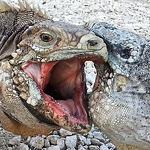 Profile Picture of Joshua Jones (@jjones556) on Flickr