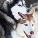 Profile Picture of clara e o lobos (@ceolobos) on Pinterest