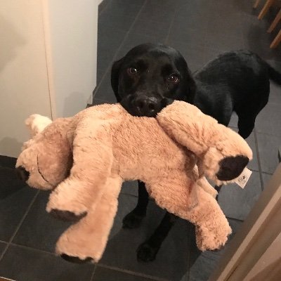 Profile Picture of Lab Mum (@sara_randles) on Twitter