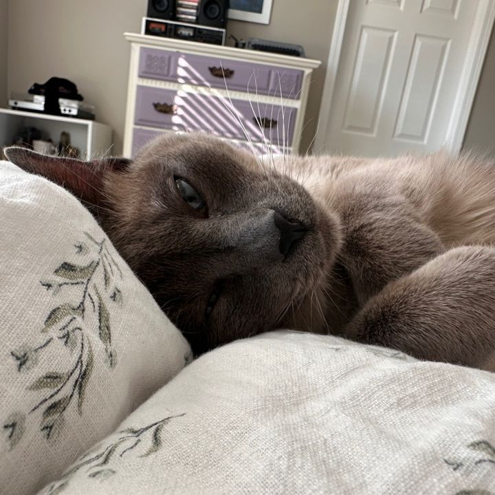Profile Picture of brynn (@brynn_alk) on Tiktok