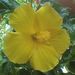Profile Picture of yvonne hannemann (@mauimystyle) on Pinterest