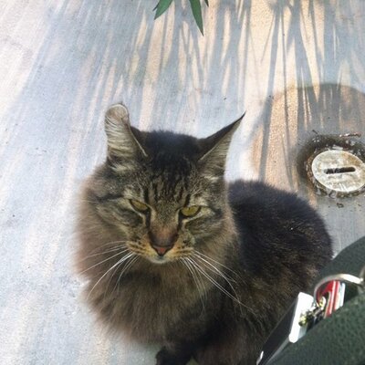 Profile Picture of Marsha Nave (@MarshaNave) on Twitter