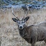 Profile Picture of Ben Jenkins (@ben_jenkins_wildlife) on Instagram