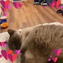 Profile Picture of maryquilt (@maryquilter8) on Tiktok