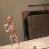 Profile Picture of Robi Boros (@robiboros1) on Tiktok