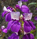 Profile Picture of Collinsia heterophyllaon Wikipedia