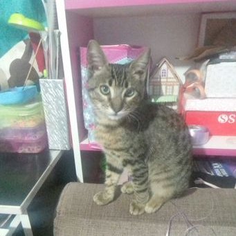 Bianka Alessandra Rios Cuevas - Twitter Profile Picture of Bianka Alessandra Rios Cuevas (@BiankaAlessan20) on Twitter