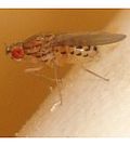 Profile Picture of Dorsilophaon Wikipedia